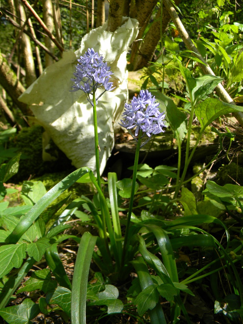 Hyacinthoides italica