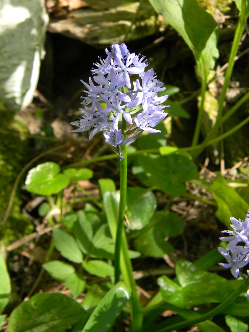 Hyacinthoides italica