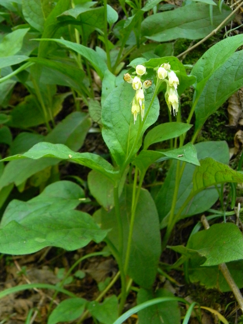 Symphytum bulbosum