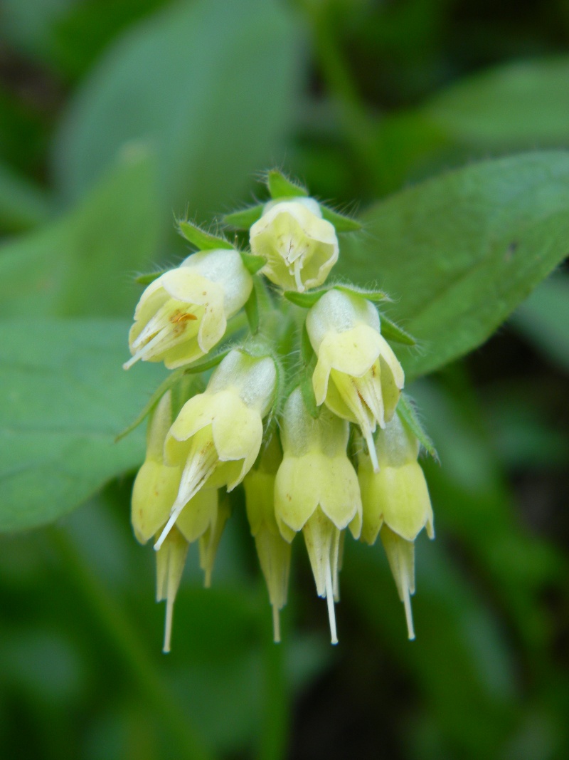 Symphytum bulbosum