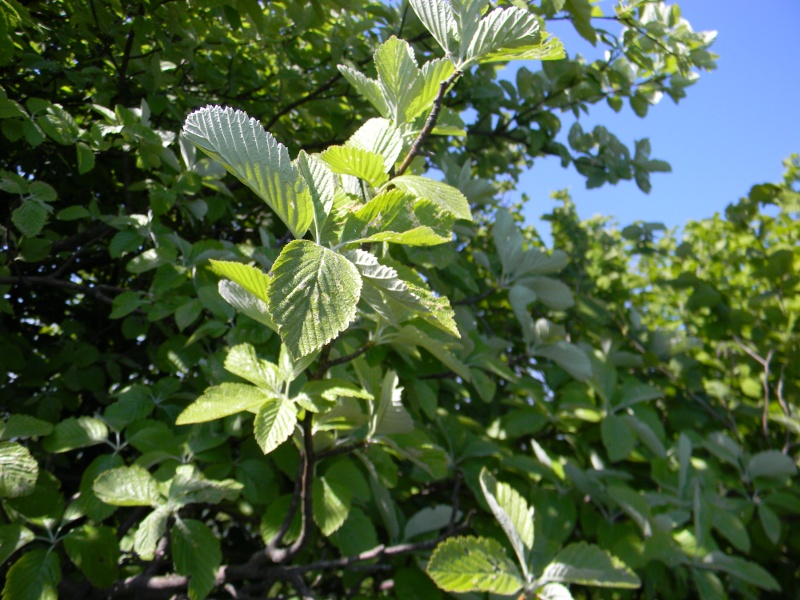 Sorbus aria