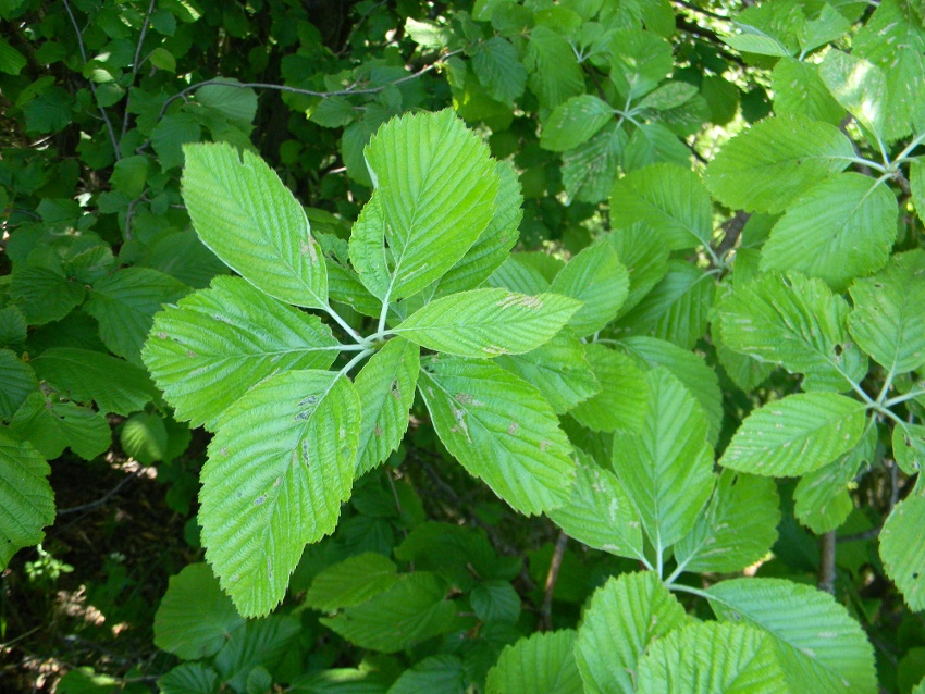 Sorbus aria