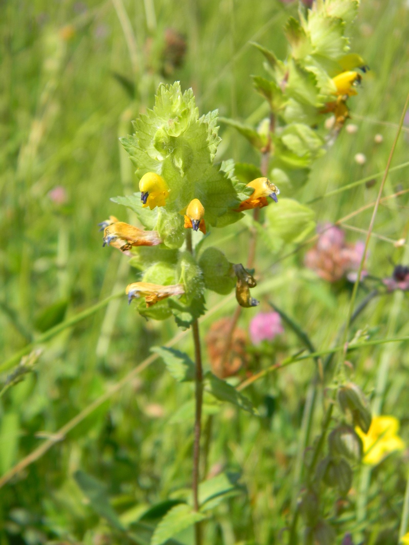 Rhinanthus sp.