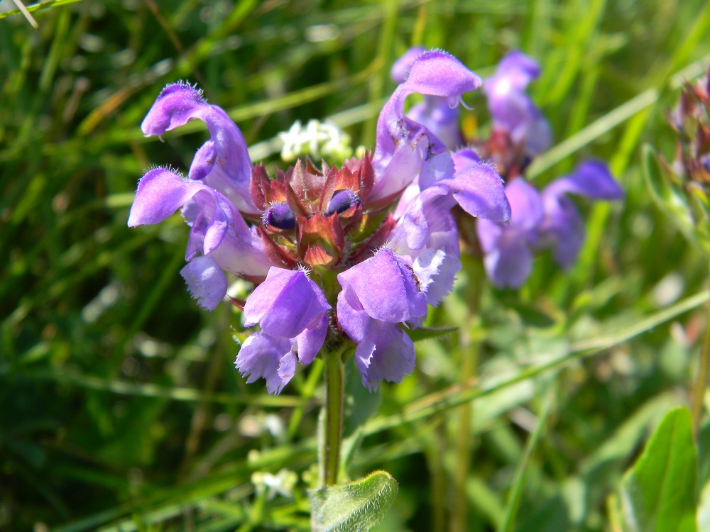 Prunella grandiflora / Prunella delle Alpi