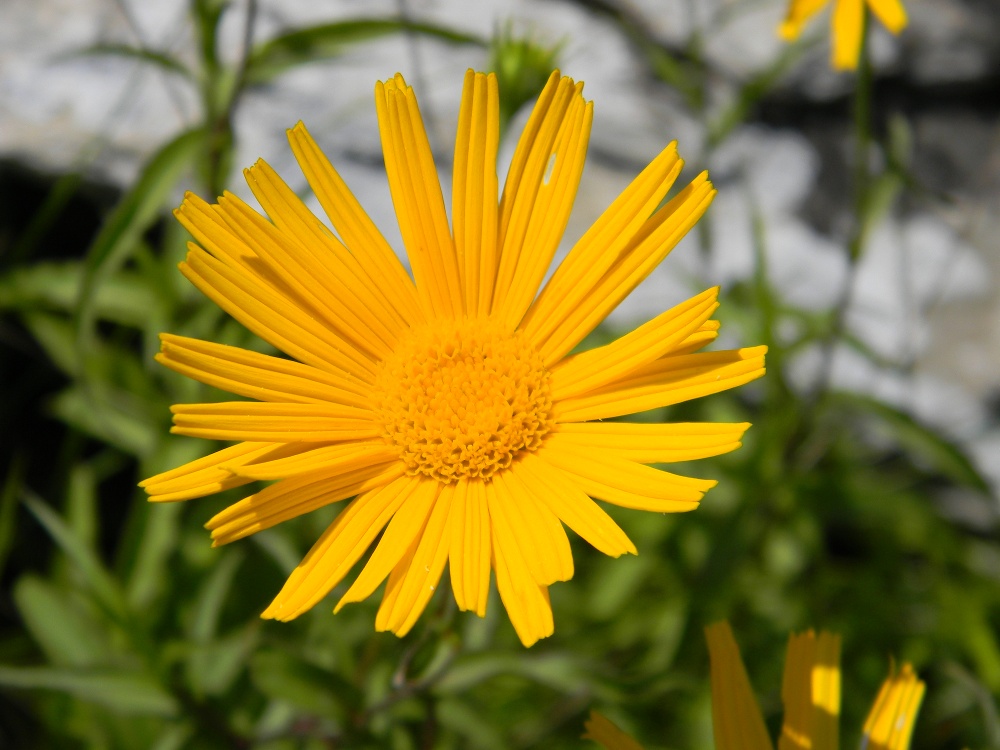 Asteracea - Bupthalmum salicifolium