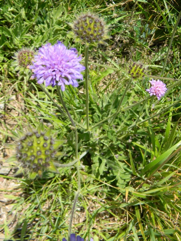Richiesta identificazione
