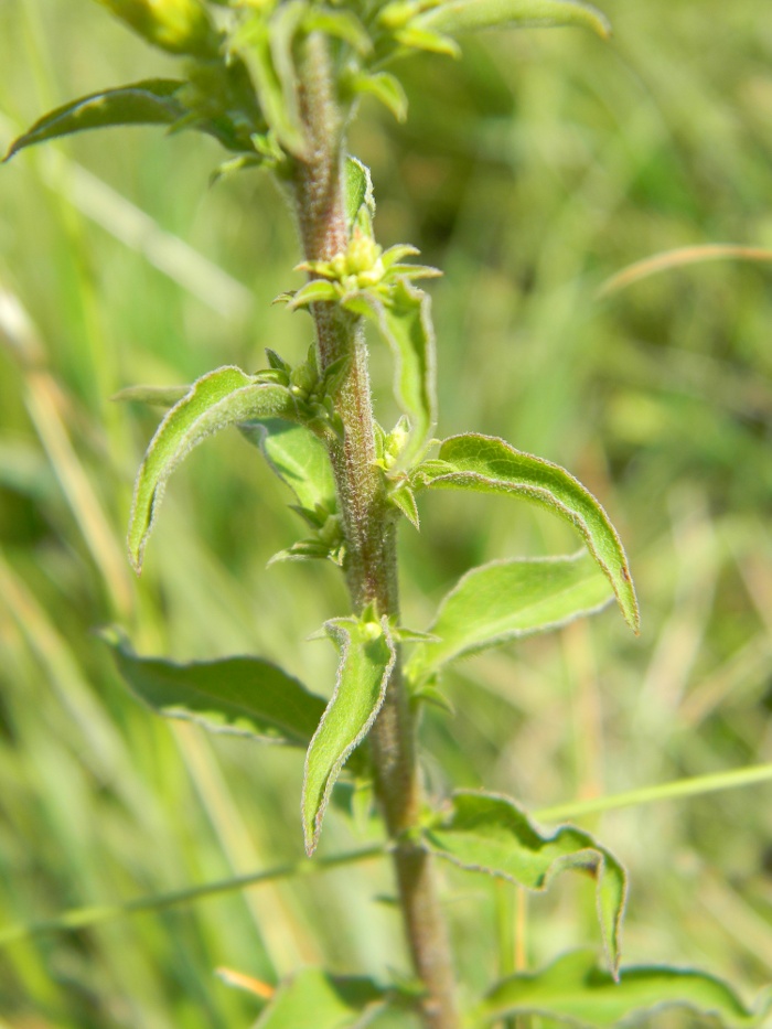 Solidago virgaurea / Verga d''oro comune