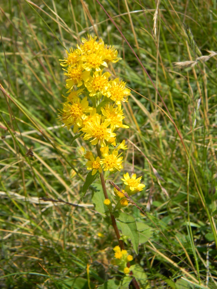 Solidago virgaurea / Verga d''oro comune