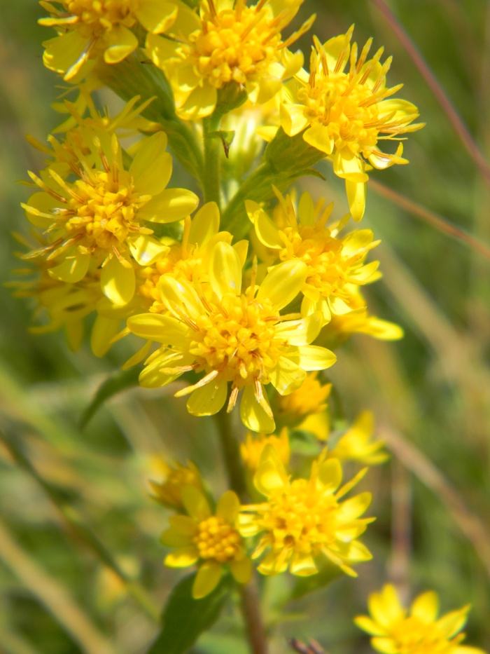 Solidago virgaurea / Verga d''oro comune