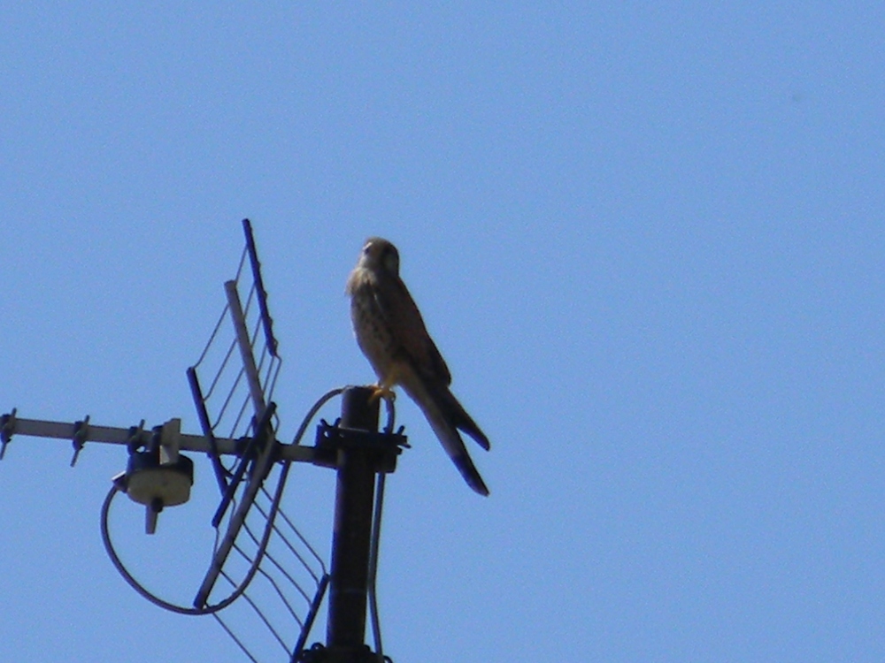 Rapace cittadino