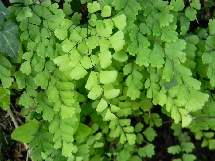 Adiantum capillus-veneris / Capelvenere