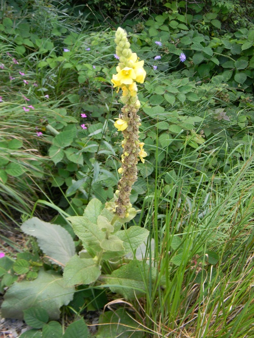 Verbascum phlomoides / Verbasco barbarastio