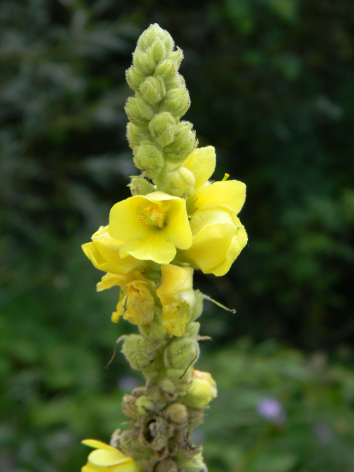 Verbascum phlomoides / Verbasco barbarastio