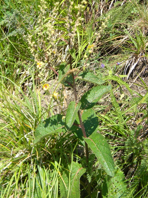 Identificazione - Verbascum cfr.nigrum