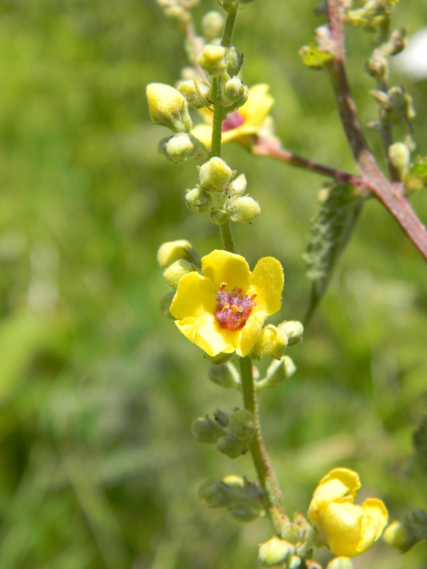 Identificazione - Verbascum cfr.nigrum