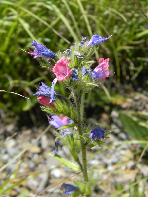 Borragincacea - Echium vulgare