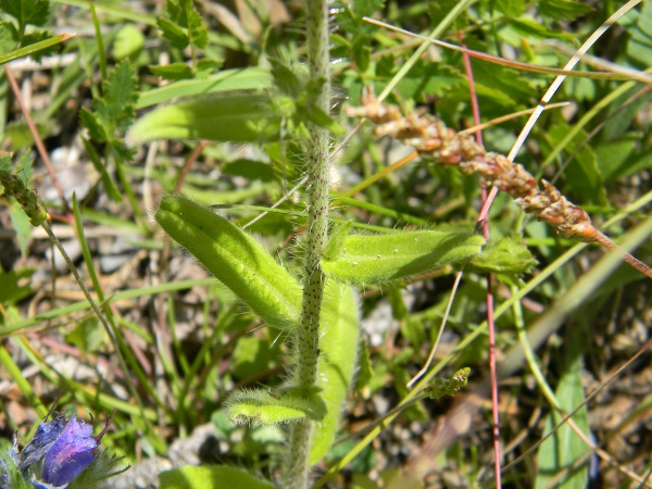 Borragincacea - Echium vulgare