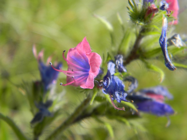 Borragincacea - Echium vulgare
