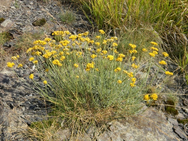 Helichrysum italicum  / Perpetuini d''Italia