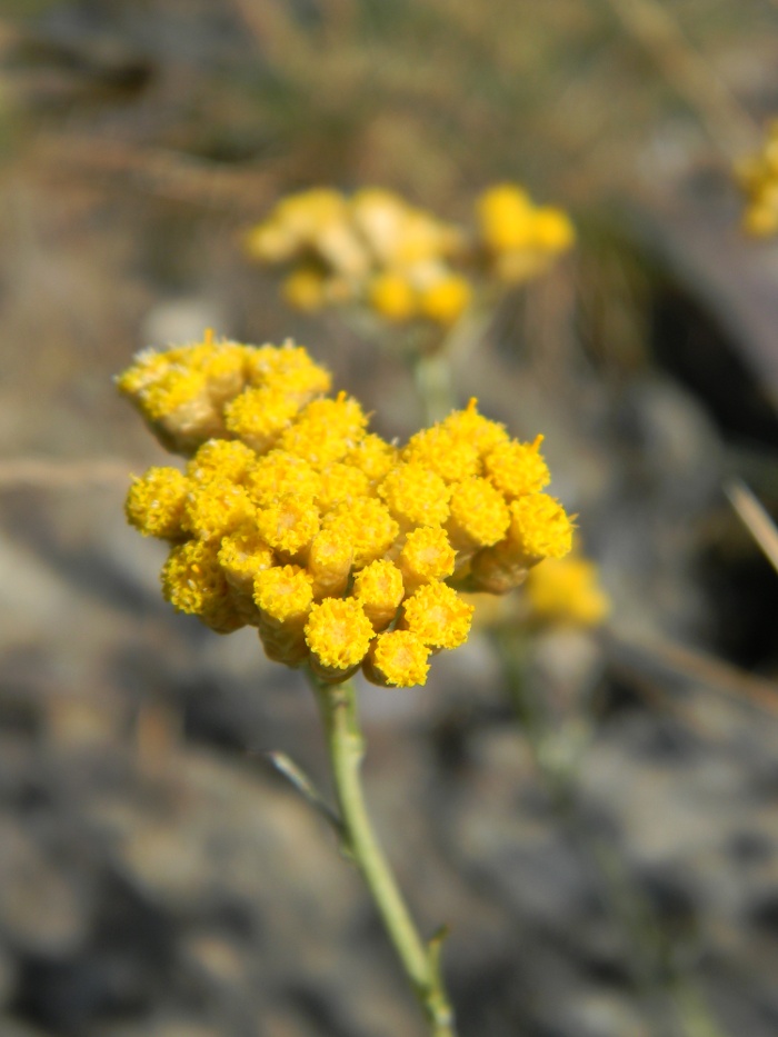 Helichrysum italicum  / Perpetuini d''Italia