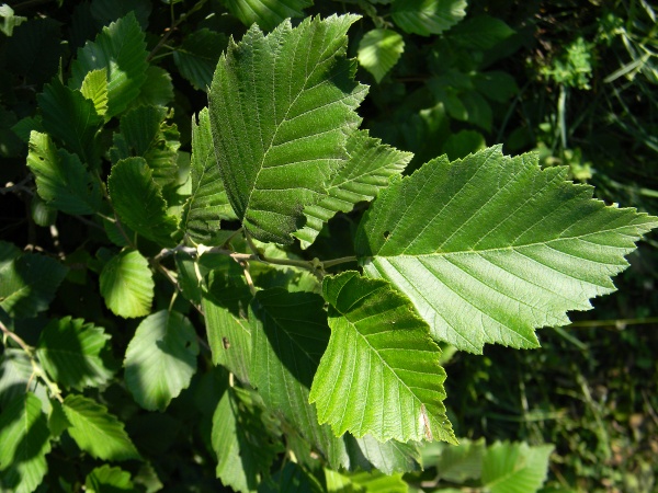 Alnus incana / Ontano bianco