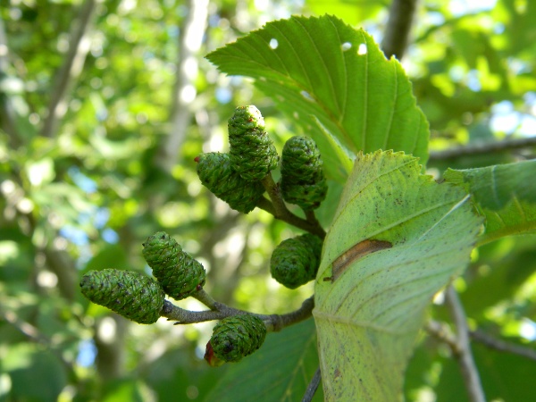 Alnus incana / Ontano bianco