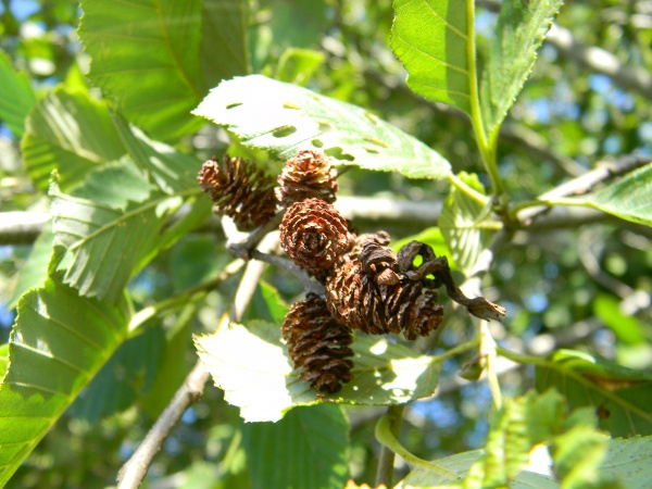 Alnus incana / Ontano bianco