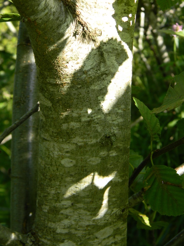 Alnus incana / Ontano bianco