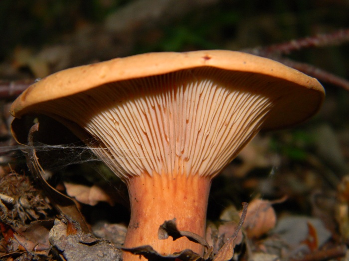 Determinazione fungo 1