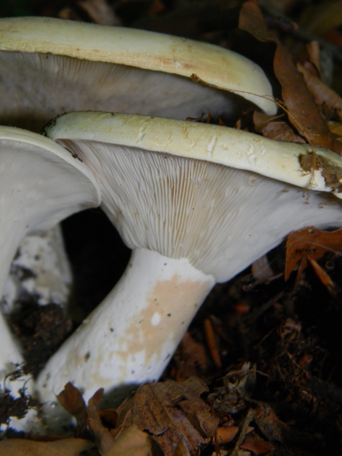 Determinazione fungo 2