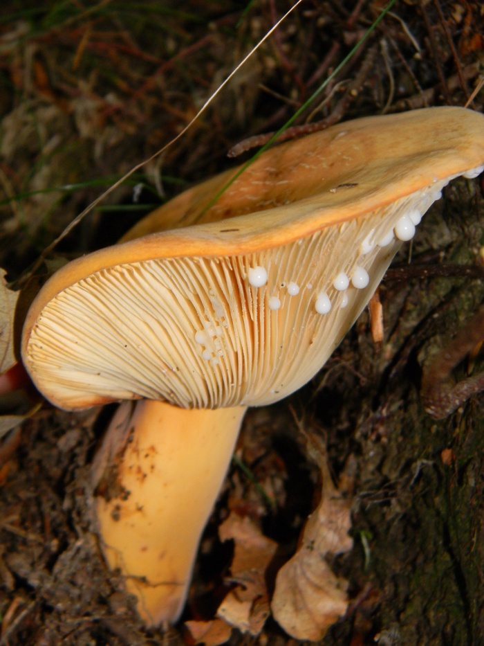 Determinazione fungo 1