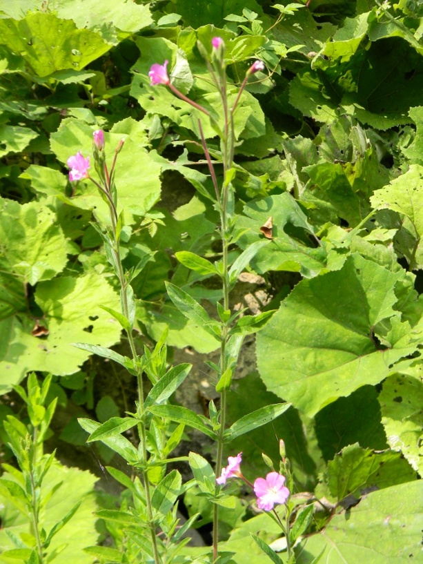 Epilobium hirsutum