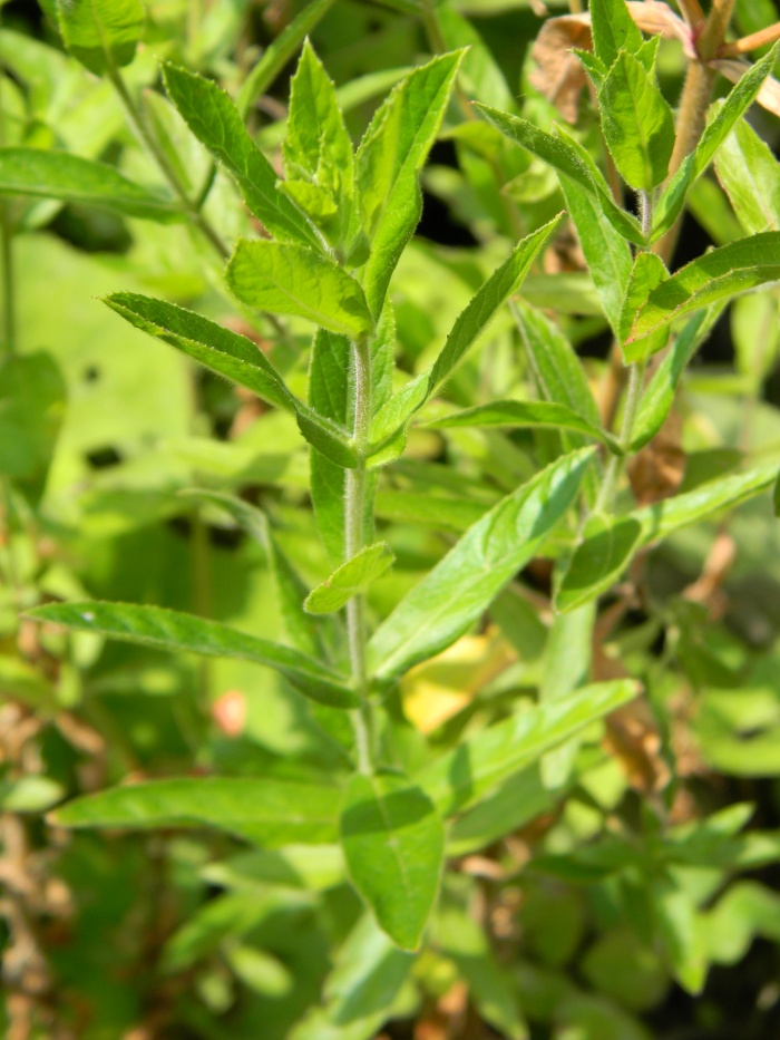 Epilobium hirsutum