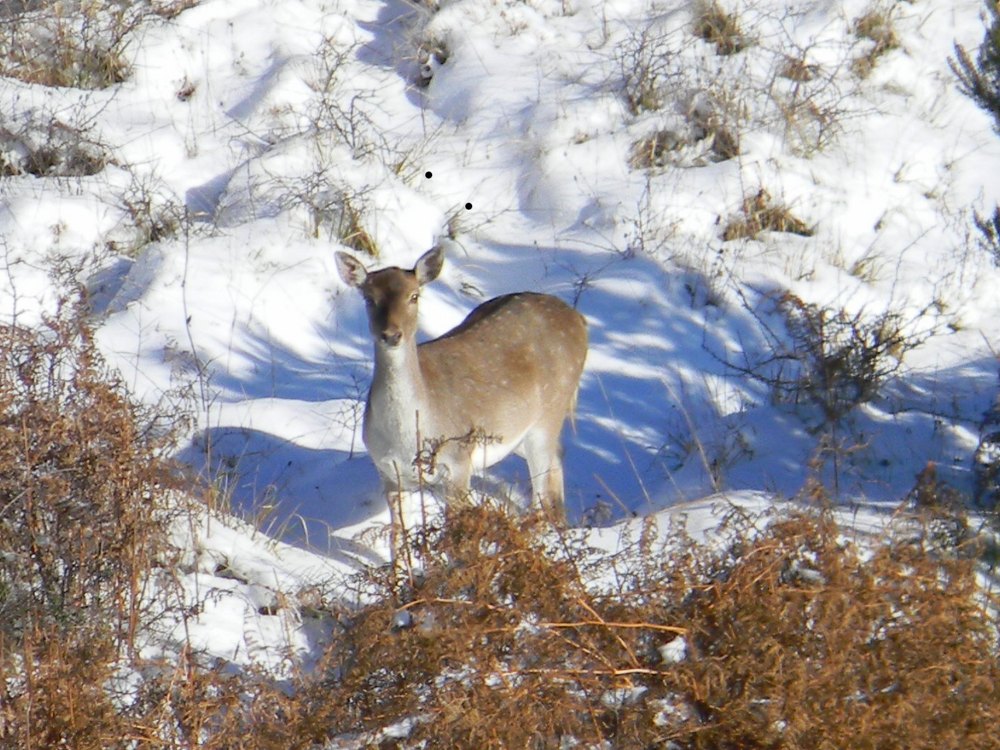 Daino: colorazione del mantello e altro...