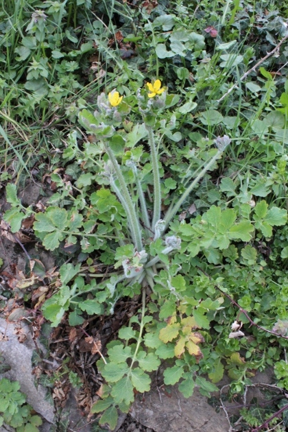 Brassicacea ? No, Chelidonium majus, una Papaveracea