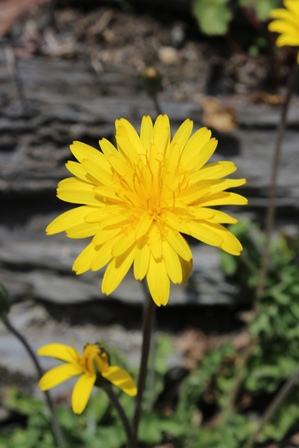 Hyoseris radiata / Radicchio raggiato