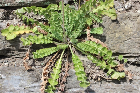 Hyoseris radiata / Radicchio raggiato