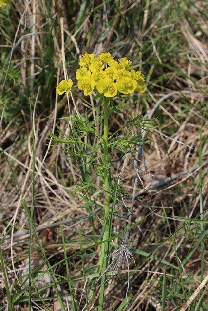 Euphorbia cyparissias L.