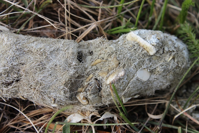 Chi pu� averla fatta ?