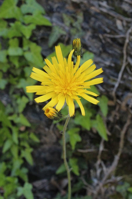 Asteracea gialla - Hieracium cfr. pictum