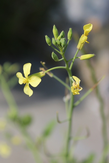 Raphanus raphanistrum subsp. landra / Ravanello selvatico