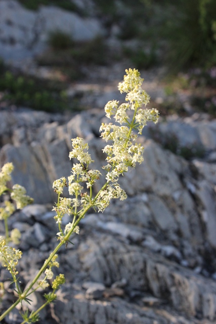Sulla roccia - Galium sp.