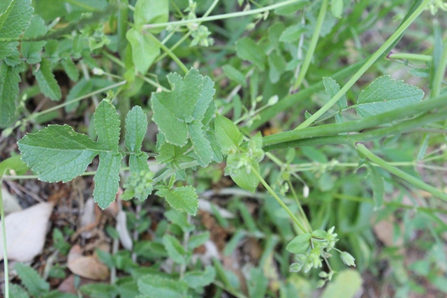 Raphanus raphanistrum subsp. landra / Ravanello selvatico