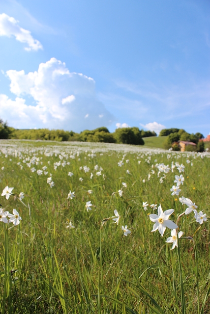 Narcisi in fiore