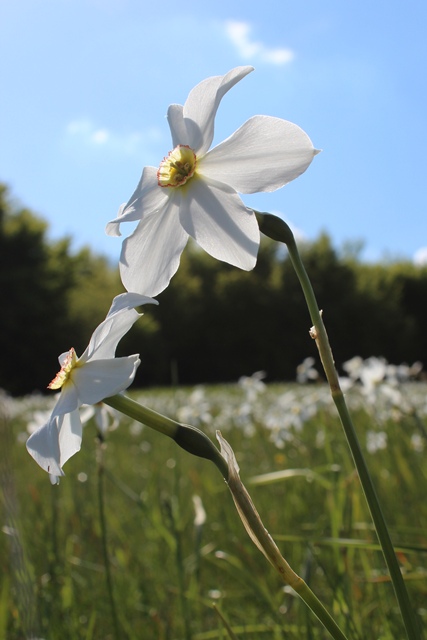 Narcisi in fiore