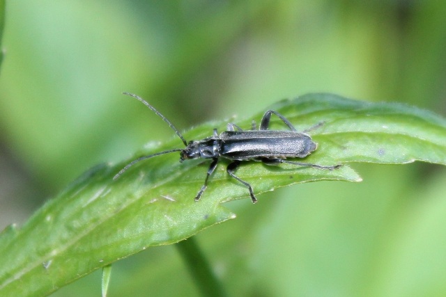 Cantharis cfr tristis