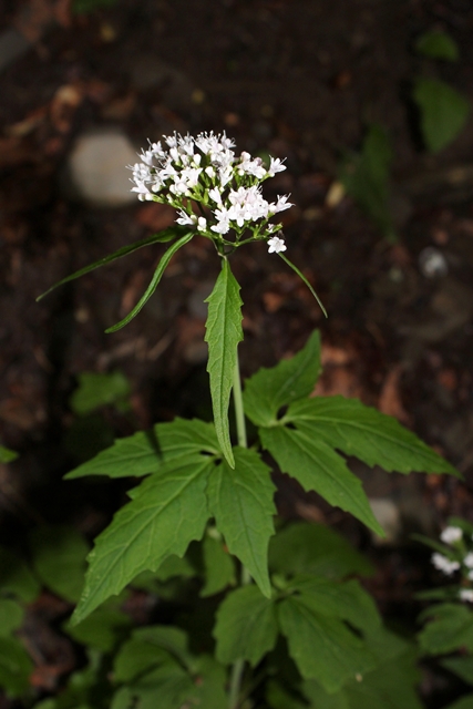 Dalla faggeta - Valeriana tripteris