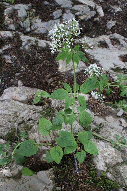 Dalla faggeta - Valeriana tripteris