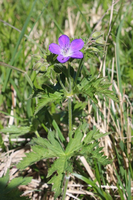 Dal monte Antola (GE) - Geranium sylvaticum