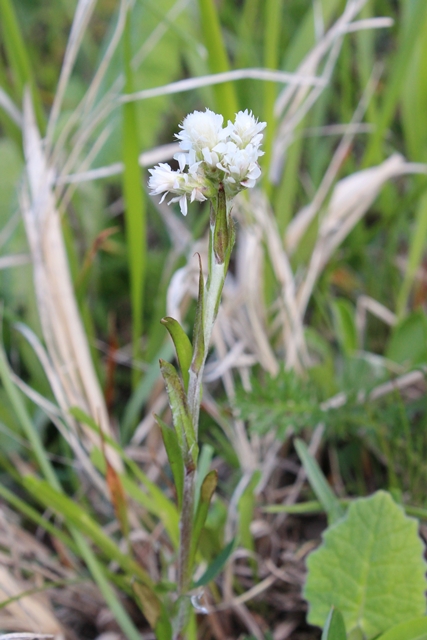 Dal monte Antola (GE) :  Antennaria dioica